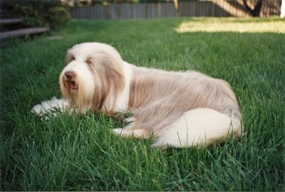 Meggiw is lying on the grass in the back garden. at 2.5 years old, her coat is changing to a darker shade.